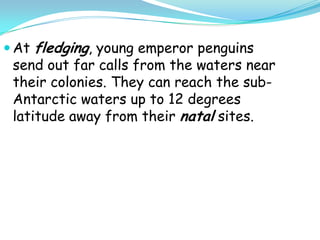 At fledging, young emperor penguins send out far calls from the waters near their colonies. They can reach the sub-Antarctic waters up to 12 degrees latitude away from their natal sites.