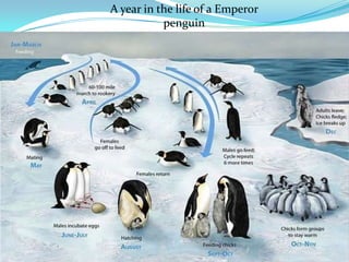 A year in the life of a Emperor penguin 