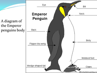 A diagram of the Emperor penguins body 