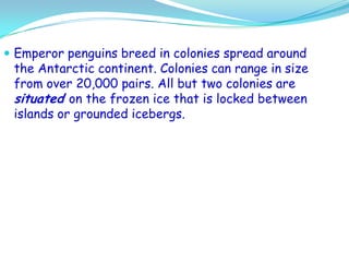 Emperor penguins breed in colonies spread around the Antarctic continent. Colonies can range in size from over 20,000 pairs. All but two colonies are situatedon the frozen ice that is locked between islands or grounded icebergs.  