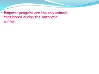 Emperor penguins are the only animals that breed during the Antarctic winter.  