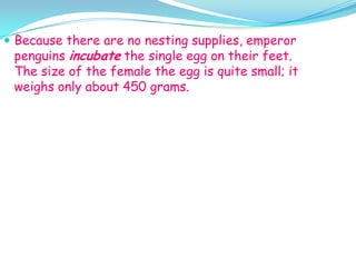 Because there are no nesting supplies, emperor penguins incubate the single egg on their feet.  The size of the female the egg is quite small; it weighs only about 450 grams.
