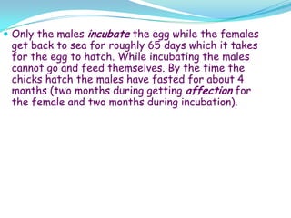 Only the males incubate the egg while the females get back to sea for roughly 65 days which it takes for the egg to hatch. While incubating the males cannot go and feed themselves. By the time the chicks hatch the males have fasted for about 4 months (two months during getting affection for the female and two months during incubation).