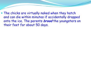 The chicks are virtually naked when they hatch and can die within minutes if accidentally dropped onto the ice. The parents brood the youngsters on their feet for about 50 days.
