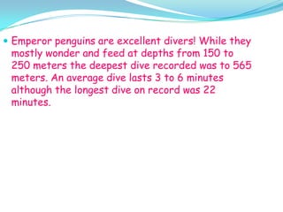 Emperor penguins are excellent divers! While they mostly wonder and feed at depths from 150 to 250 meters the deepest dive recorded was to 565 meters. An average dive lasts 3 to 6 minutes although the longest dive on record was 22 minutes.