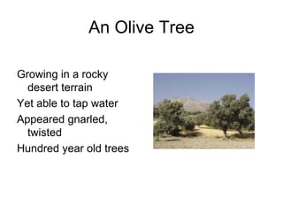 An Olive Tree

Growing in a rocky
  desert terrain
Yet able to tap water
Appeared gnarled,
  twisted
Hundred year old trees
 