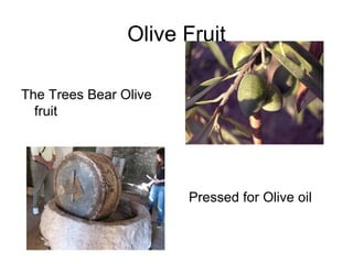 Olive Fruit

The Trees Bear Olive
  fruit




                       Pressed for Olive oil
 