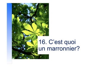 16. C’est quoi
un marronnier?
 