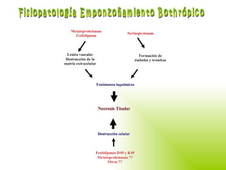 Fisiopatología Emponzoñamiento Bothrópico 