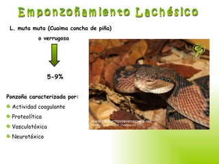 Emponzoñamiento Lachésico L. muta muta (Cuaima concha de piña) o verrugosa 5-9% Ponzoña caracterizada por: Actividad coagulante Proteolítica Vasculotóxica Neurotóxico 