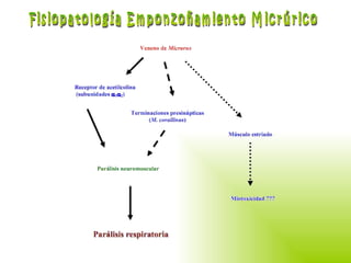 Fisiopatología Emponzoñamiento Micrúrico 