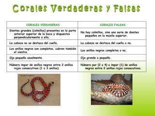 Corales Verdaderas y Falsas   Número par (2 o 4) o impar (1) de anillos negros entre 2 anillos rojos consecutivos.   Número impar de anillos negros entre 2 anillos rojos consecutivos (1 o 3 anillos).   Ojo grande o pequeño.   Ojo pequeño usualmente.   Los anillos negros completos o no.   Los anillos negros son completos, cubren también el vientre.   La cabeza se destaca del cuello o no.   La cabeza no se destaca del cuello.   No hay colmillos, sino una serie de dientes pequeños en la maxila superior.   Dientes grandes (colmillos) presentes en la parte anterior superior de la boca y dispuestos perpendicularmente a ella.   CORALES FALSAS   CORALES VERDADERAS 