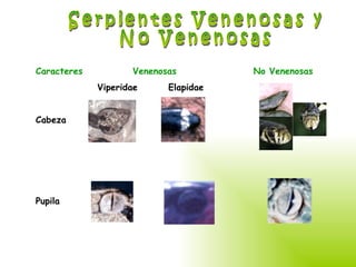 Serpientes Venenosas y  No Venenosas Caracteres  Venenosas  No Venenosas Viperidae  Elapidae Cabeza Pupila 