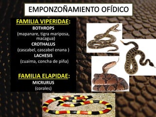 Emponzoñamiento ofídico | PPT