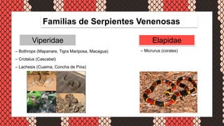 Emponzoñamiento Ofídico, pediatría | PPTX