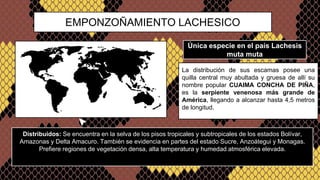 Emponzoñamiento Ofídico, pediatría | PPTX
