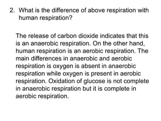 2. What is the difference of above respiration with
   human respiration?

  The release of carbon dioxide indicates that this
  is an anaerobic respiration. On the other hand,
  human respiration is an aerobic respiration. The
  main differences in anaerobic and aerobic
  respiration is oxygen is absent in anaerobic
  respiration while oxygen is present in aerobic
  respiration. Oxidation of glucose is not complete
  in anaerobic respiration but it is complete in
  aerobic respiration.
 