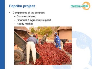Paprika project
 Components of the contract:
– Commercial crop
– Financial & Agronomy support
– Ready market
 