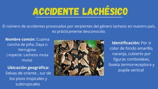 Empozoñamiento ofídico (tóxicologia módulo) | PDF