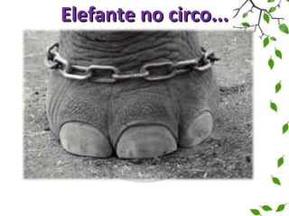 Elefante no circo... 