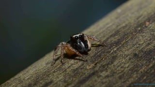 prof.mlcastro@gmail.com
 