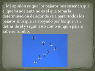 1. Mi opinión es que los pájaros nos enseñan que
el que va adelante no es el que toma la
determinación de adonde va a parar todos los
pájaros sino que va apoyado por los que van
detrás de el y según esto como ningún pájaro
sabe su rumbo.
 