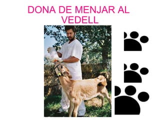 DONA DE MENJAR AL  VEDELL 