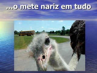 … o mete nariz em tudo 