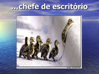 … chefe de escritório 