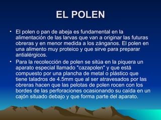 EL POLEN El polen o pan de abeja es fundamental en la alimentación de las larvas que van a originar las futuras obreras y en menor medida a los zánganos. El polen en una alimento muy proteico y que sirve para preparar antialérgicos. Para la recolección de polen se sitúa en la piquera un aparato especial llamado "cazapolen" y que está compuesto por una plancha de metal o plástico que tiene taladros de 4.5mm que al ser atravesados por las obreras hacen que las pelotas de polen rocen con los bordes de las perforaciones ocasionando su caída en un cajón situado debajo y que forma parte del aparato. 