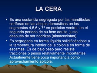 LA CERA Es una sustancia segregada por las mandíbulas ceríferas de las abejas domésticas en los segmentos 4,5,6 y 7º en posición ventral, en el segundo periodo de su fase adulta, justo después de ser nodrizas (almacenistas). Es segregada en forma líquida solidificándose a la temperatura interior de la colonia en forma de escamas. Es de bajo peso pero resiste tracciones o pesos relativamente importantes. Actualmente tiene poca importancia como aprovechamiento apícola. 