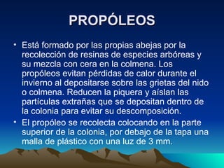 PROPÓLEOS Está formado por las propias abejas por la recolección de resinas de especies arbóreas y su mezcla con cera en la colmena. Los propóleos evitan pérdidas de calor durante el invierno al depositarse sobre las grietas del nido o colmena. Reducen la piquera y aíslan las partículas extrañas que se depositan dentro de la colonia para evitar su descomposición. El propóleo se recolecta colocando en la parte superior de la colonia, por debajo de la tapa una malla de plástico con una luz de 3 mm.   