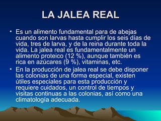 LA JALEA REAL Es un alimento fundamental para de abejas cuando son larvas hasta cumplir los seis días de vida, tres de larva, y de la reina durante toda la vida. La jalea real es fundamentalmente un alimento proteico (12 %), aunque también es rica en azúcares (9 %), vitaminas, etc. En la producción de jalea real se debe disponer las colonias de una forma especial, existen útiles especiales para esta producción y requiere cuidados, un control de tiempos y visitas continuas a las colonias, así como una climatología adecuada. 