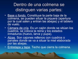 Dentro de una colmena se distinguen varias partes: Base o fondo.  Constituye la parte baja de la colmena, se pueden situar la piquera (apertura por la cual salen y entran las abejas) y el tablero de vuelo.   Cámara de cría . Es un cajón donde se sitúan los cuadros, se coloca la reina y los estados inmaduros (huevo, larva y pupa).   Alzas . Son cajones rellenos con cuadros o panales donde se va a situar la miel elaborada por las abejas.   Entretapa y tapa . Techo que cierra la colmena.   
