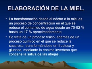 ELABORACIÓN DE LA MIEL. La transformación desde el néctar a la miel es un proceso de concentración en el que se reduce el contenido de agua desde un 70-92 % hasta un 17 % aproximadamente.  Se trata de un proceso físico, además de un proceso químico en el que se reduce la sacarosa, transformándose en fructosa y glucosa, mediante la encima invertasa que contiene la saliva de las abejas. 