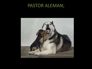 PASTOR ALEMAN;