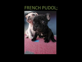 FRENCH PUDOL;