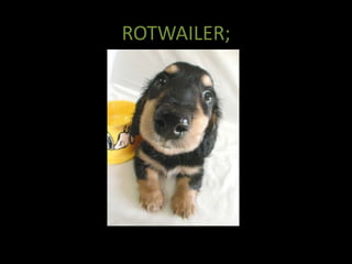 ROTWAILER;