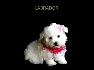 LABRADOR 