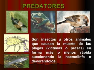 Son insectos u otros animales
que causan la muerte de las
plagas (victimas o presas) en
forma más o menos rápida
succionan...