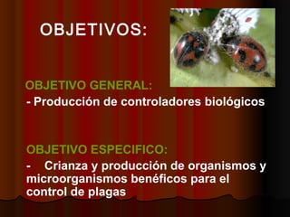 OBJETIVOS:
OBJETIVO GENERAL:
- Producción de controladores biológicos
OBJETIVO ESPECIFICO:
- Crianza y producción de organ...