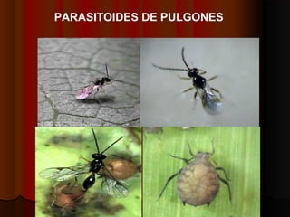 PARASITOIDES DE PULGONES
 