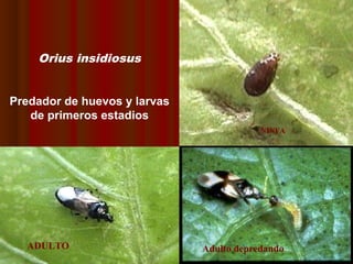 Orius insidiosus
Predador de huevos y larvas
de primeros estadios
NINFA
Adulto depredandoADULTO
 