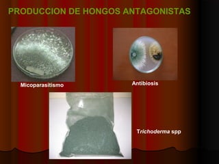 Micoparasitismo Antibiosis
Trichoderma spp
PRODUCCION DE HONGOS ANTAGONISTAS
 