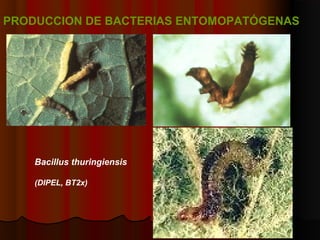 PRODUCCION DE BACTERIAS ENTOMOPATÓGENAS
Bacillus thuringiensis
(DIPEL, BT2x)
 