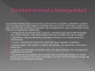 Los predios dedicados a la producción bovina y bufalina, deberán cumplir
con la reglamentación vigente establecida por el ICA, formular y aplicar un
plan de manejo sanitario y medidas de bioseguridad, que contemple como
mínimo los siguientes aspectos:
 • Programas de prevención, control y erradicación de enfermedades
de control oficial, y de otras enfermedades endémicas de la región.
 • Identificar individualmente animales tratados con medicamentos
veterinarios.
 • Lavar y desinfectar todos los vehículos que ingresen al predio.
 • Llevar registro de ingreso y salida del predio, de personas, animales y
vehículos.
 • Ingreso de animales al predio, sólo con guía sanitaria de movilización
expedida por el ICA.
 • El personal encargado del cuidado de los animales enfermos debe
evitar el contacto con otros animales con el fin de minimizar el riesgo de
transmisión de enfermedades.
 
