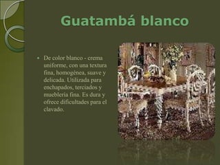 Guatambá blanco

   De color blanco - crema
    uniforme, con una textura
    fina, homogénea, suave y
    delicada. Utilizada para
    enchapados, terciados y
    mueblería fina. Es dura y
    ofrece dificultades para el
    clavado.
 