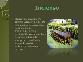 Incienso

   Madera muy preciada. De
    hermoso veteado y aroma. De
    color castaño claro o castaño
    rojizo oscuro, es
    pesada, dura, fuerte y
    resistente. Se usa en mueblería
    y ebanistería fina, a la
    intemperie en escaleras y
    marcos de puertas y
    ventanas, revestimientos
    exteriores, etc.
 