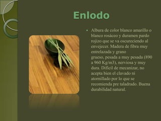 Enlodo
     Albura de color blanco amarillo o
      blanco rosáceo y duramen pardo
      rojizo que se va oscureciendo al
      envejecer. Madera de fibra muy
      entrelazada y grano
      grueso, pesada a muy pesada (890
      a 960 Kg/m3), nerviosa y muy
      dura. Difícil de mecanizar, no
      acepta bien el clavado ni
      atornillado por lo que se
      recomienda pre taladrado. Buena
      durabilidad natural.
 