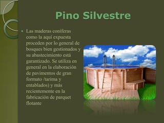 Pino Silvestre
   Las maderas coníferas
    como la aquí expuesta
    proceden por lo general de
    bosques bien gestionados y
    su abastecimiento está
    garantizado. Se utiliza en
    general en la elaboración
    de pavimentos de gran
    formato /tarima y
    entablados) y más
    recientemente en la
    fabricación de parquet
    flotante
 